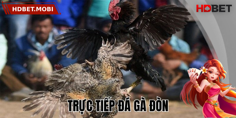 Bật mí những mẹo cá cược đá gà đòn dễ thắng