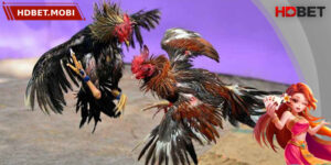 Đá Gà Trực Tuyến - Trải Nghiệm Giải Trí Đỉnh Cao