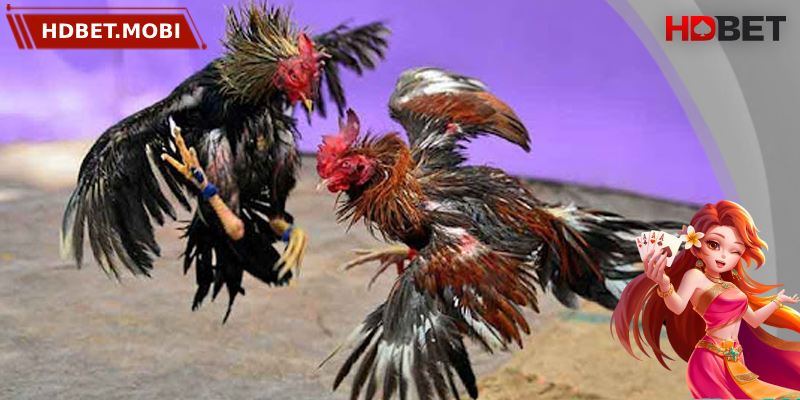 Đá Gà Trực Tuyến - Trải Nghiệm Giải Trí Đỉnh Cao