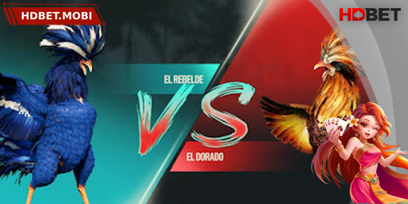 Giới thiệu các hình thức đá gà hấp dẫn tại HDBET