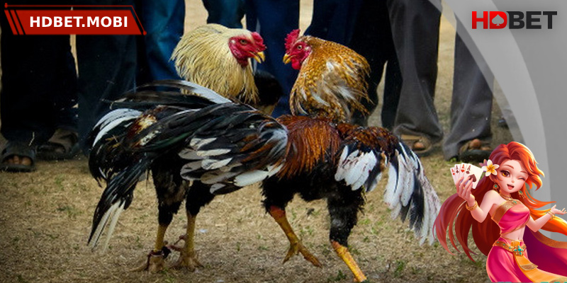 Kinh nghiệm đặt cược dễ thắng tại HDBET