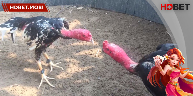 Trực Tiếp Đá Gà Đòn - Trải Nghiệm Môn Thể Thao Kịch Tính