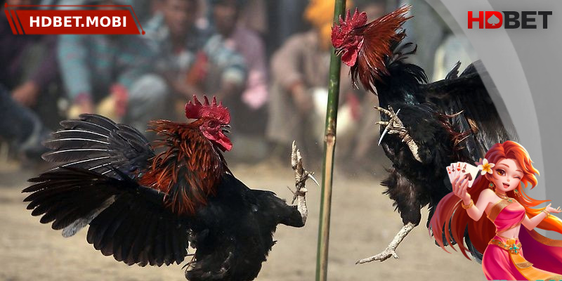 Quy định về thắng thua có sự khác nhau tùy theo từng miền