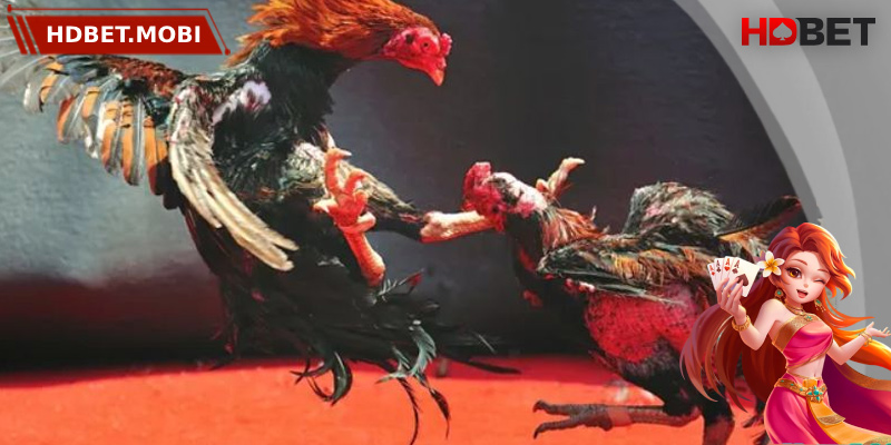 Sân chơi chọi gà HDBET quy tụ hàng loạt chiến kê xuất sắc