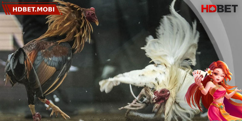 Thông tin chi tiết về luật đá gà trực tuyến