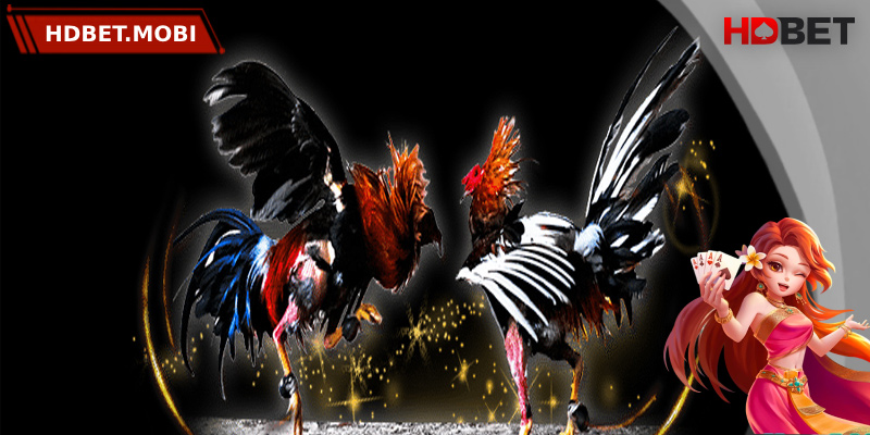 Tìm hiểu về luật chơi đá gà cựa sắt