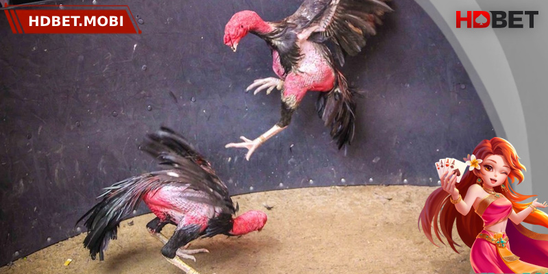 Những lưu ý cần nắm khi cá cược trực tiếp đá gà đòn