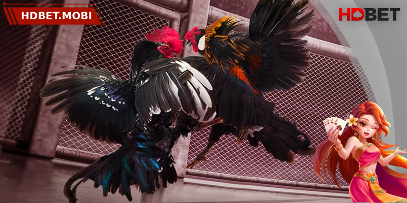 Tỷ lệ cược xanh chín và cạnh tranh